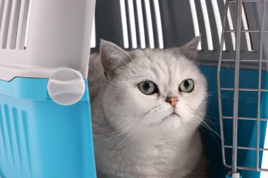 Evcil hayvan taşıyıcısındaki sevimli kedi, yakın plan. Sevimli hayvan.