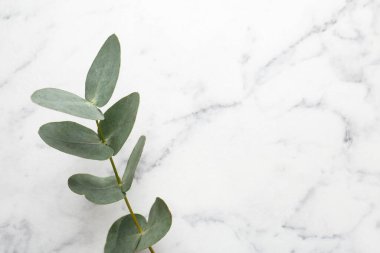 Beyaz mermer zemin üzerinde güzel bir okaliptüs dalı, üst manzara. Metin için boşluk