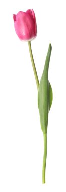 beyaz izole bir güzel Pembe Lale