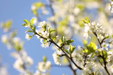 Güzel açan erik ağacı, mavi gökyüzünün altında beyaz çiçekler, yakın plan.