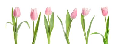 Beyaz arka planda güzel pembe lale çiçekleri, set