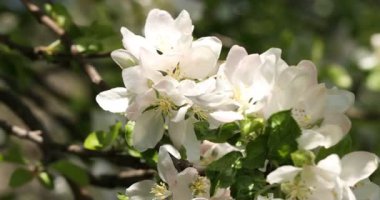 Güzel çiçek açan elma ağacı, açık havada pembe çiçekler, yakın plan.