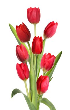 Beyaz üzerine izole edilmiş güzel kırmızı laleler. Bahar çiçekleri