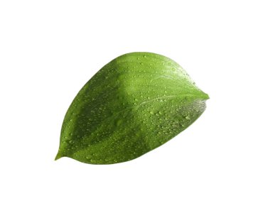 Beyaz üzerinde su damlaları olan bir Ruscus yaprağı