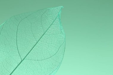 Açık yeşil arka planda güzel bir iskelet yaprağı, makro manzara. Metin için boşluk