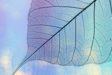 Açık mavi gradyan zemin üzerinde güzel iskelet yaprağı, makro görünüm