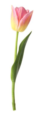 Güzel renkli bir lale beyaza izole edilmiş.