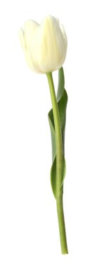 Bir güzel renkli lale beyazda izole edilmiş.