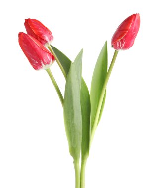 üç güzel beyaz Pembe Laleler izole