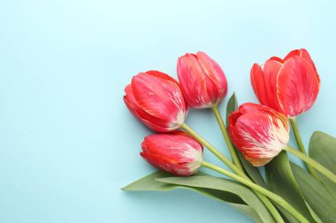 Açık mavi arka planda güzel lale çiçekleri, düz bir zemin. Metin için boşluk