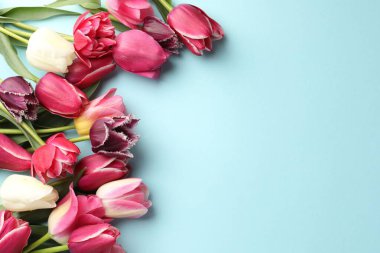Açık mavi arka planda güzel laleler, düz bir zemin. Metin için boşluk