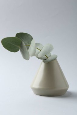 Beyaz arkaplanda vazoda güzel bir okaliptüs dalı