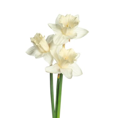 Üç güzel renkli nergis beyaz üzerine izole edilmiş.