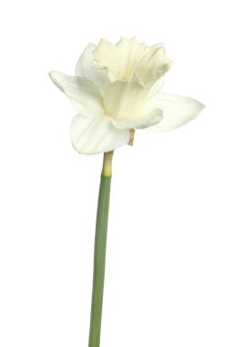 Bir güzel renkli nergis beyaz üzerine izole edilmiş.