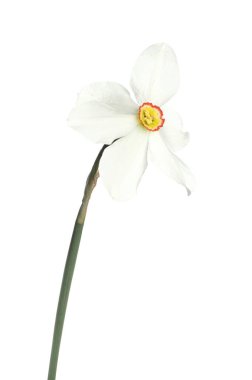 Bir güzel renkli nergis beyaz üzerine izole edilmiş.