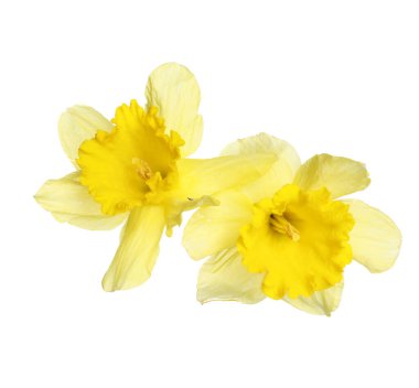 İki güzel sarı nergis beyaz üzerinde izole edilmiş.