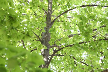 Arka planda yeşil yapraklı güzel ağaç taç, alçak açı manzaralı.