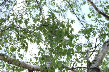 Arka planda yeşil yaprakları olan güzel ağaç taç, yakın plan.