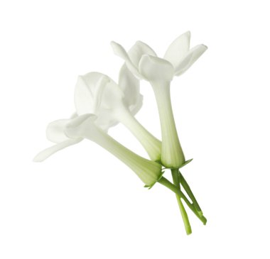Güzel aromatik yasemin çiçekleri beyazda izole edilmiş.