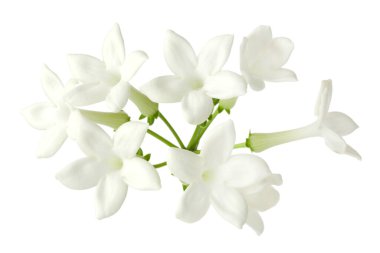 Güzel aromatik yasemin çiçekleri beyazda izole edilmiş.
