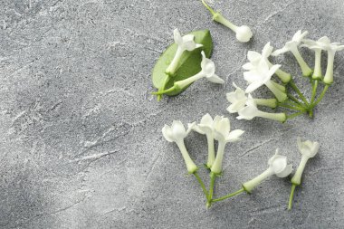 Güzel yasemin çiçekleri ve yeşil yaprak gri masada, düz yerde. Metin için boşluk