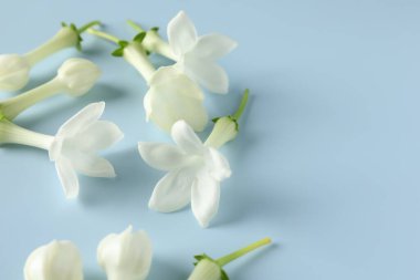 Açık mavi arka planda güzel yasemin çiçekleri, yakın plan. Metin için boşluk