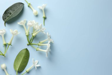 Yasemin çiçekleri ve açık mavi arka planda yeşil yapraklar. Metin için boşluk