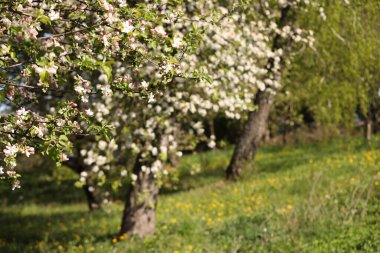 Güneşli bir günde bahçede çiçek açan güzel elma ağacı, yakın plan. Metin için boşluk