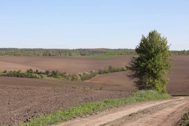 Tarlada yetişen yeşil yapraklı ağaç