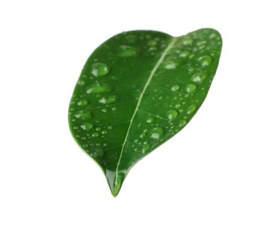 Yeşil yasemin yaprağı ve beyaz üzerine su damlaları.