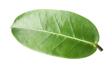 Bir yeşil yasemin yaprağı beyaza izole edilmiş.