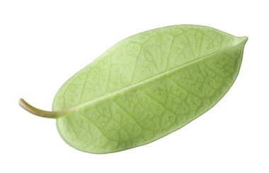 Bir yeşil yasemin yaprağı beyaza izole edilmiş.