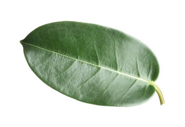 Bir yeşil yasemin yaprağı beyaza izole edilmiş.