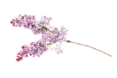 Beyaz üzerinde güzel leylak çiçekleri olan bir dal.