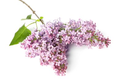 Güzel leylak çiçekleri ve beyaz yapraklı dallar.