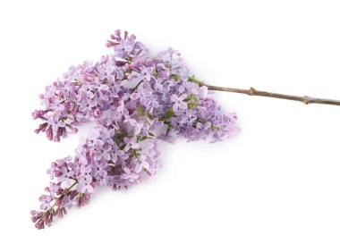 Beyaz üzerine izole edilmiş güzel leylak çiçekleri olan bir dal.