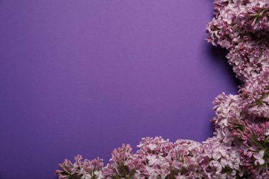 Mor arka planda güzel leylak çiçekleri, düz bir zemin. Metin için boşluk