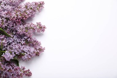 Beyaz arka planda güzel leylak çiçekleri, düz uzanmış. Metin için boşluk
