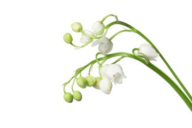 Vadinin güzel kokulu çiçekleri beyazlar üzerinde izole edilmiş.