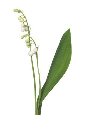 Vadinin güzel kokulu çiçekleri beyazlar üzerinde izole edilmiş.