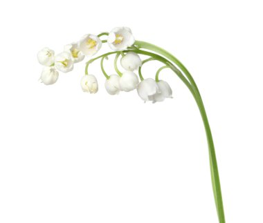 Vadinin güzel kokulu çiçekleri beyazlar üzerinde izole edilmiş.