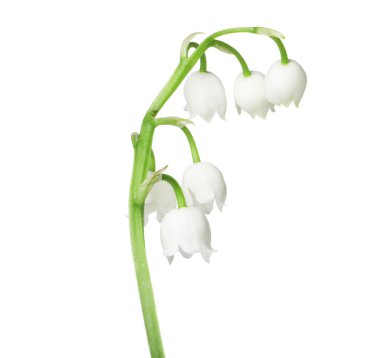 Vadinin güzel kokulu çiçekleri beyazlar üzerinde izole edilmiş.