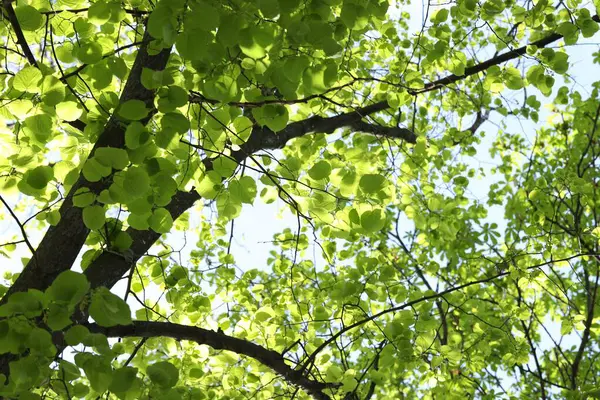Yeşil yapraklı ağaç dalları açık havada, düşük açılı.