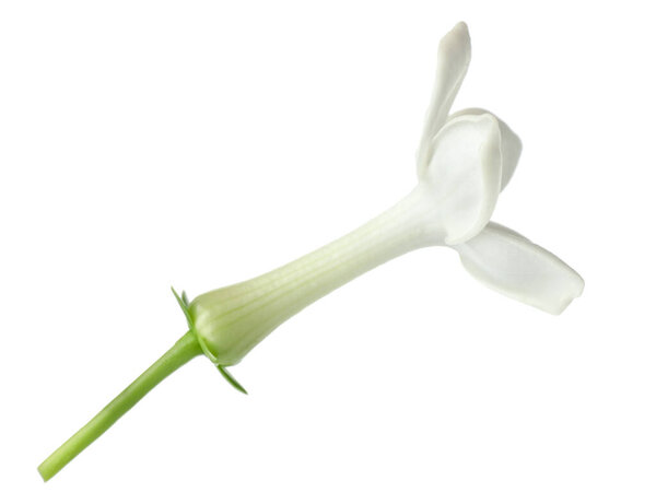 Beautiful aromatic jasmine flower isolated on white
