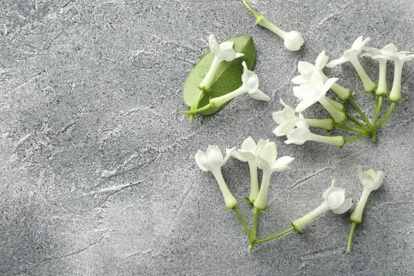 Güzel yasemin çiçekleri ve yeşil yaprak gri masada, düz yerde. Metin için boşluk