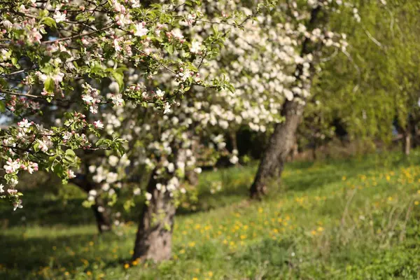 Güneşli bir günde bahçede çiçek açan güzel elma ağacı, yakın plan. Metin için boşluk