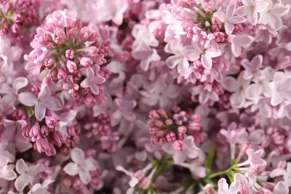 Arka planda birçok güzel leylak çiçekleri var.