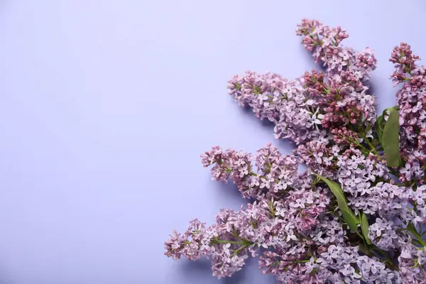 Eflatun arka planda güzel leylak çiçekleri, düz yatış. Metin için boşluk