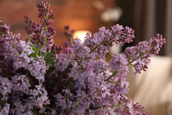 Arka plan bulanık, closeup güzel Eflatun çiçekler