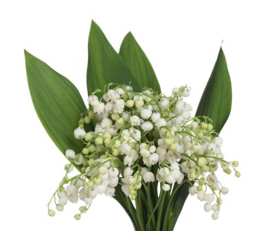 Vadideki güzel zambak buketi beyazda izole edilmiş.